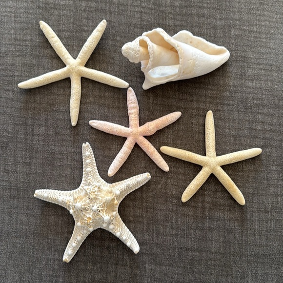 Decorative Starfish and Shell Set - Picture 2 of 3
